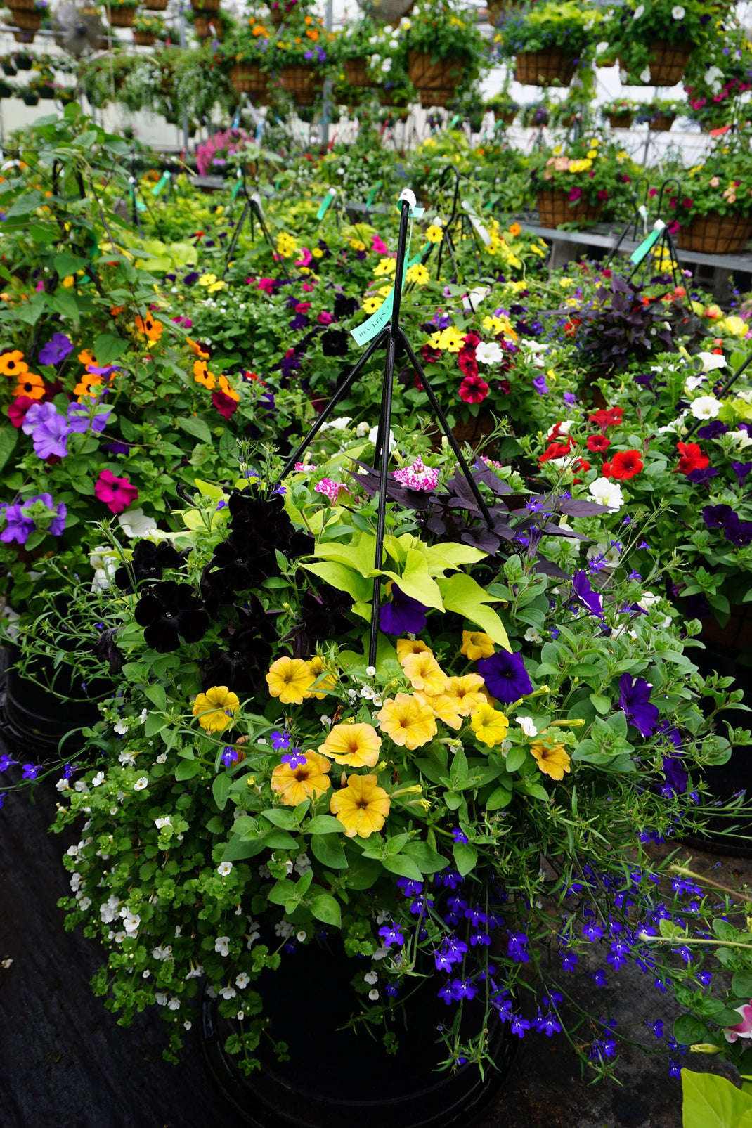 Baskets Priest Gardens baskets-priest-gardens